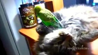 Попугайчик терроризирует кошку - смотреть видео (2:12)