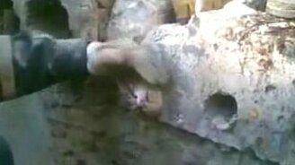 Спасение кошки из железобетона - смотреть видео (1:55)