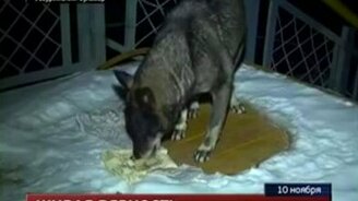 Вечно верный пёс - смотреть видео (1:14)