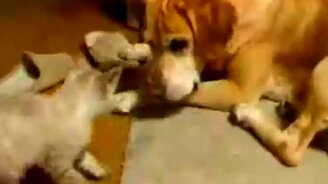 Устали друг от друга - смотреть видео (1:14)