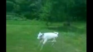 Телёнок радуется жизни - смотреть видео (0:33)