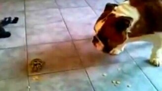 Трапеза собаки и черепашонка - смотреть видео (0:38)