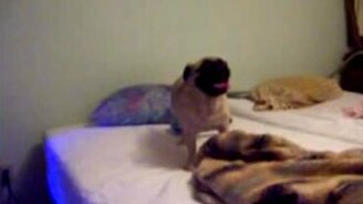 Собаки тоже умеют говорить! - смотреть видео (2:09)