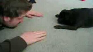 Симпатичные и смешные мопсы - смотреть видео (2:30)