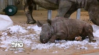 Первая встреча со снегом - смотреть видео (1:03)