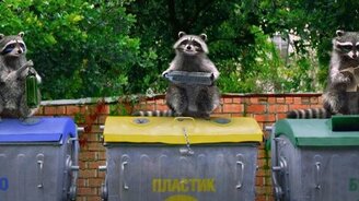 Еноты-барабанщики сортируют мусор - смотреть видео (0:29)