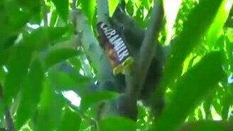 Сладкоежка на дереве - смотреть видео (0:50)