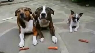 Непослушный пёс и сосиски - смотреть видео (0:25)