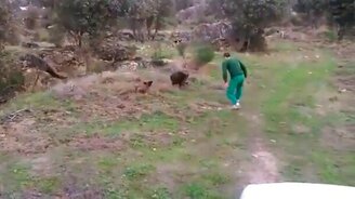 Кабанчик заставил потанцевать - смотреть видео (0:09)