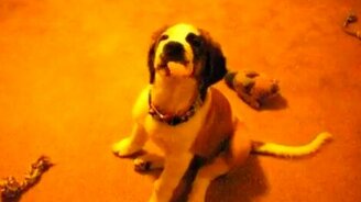 Вкусный воздух - смотреть видео (0:17)