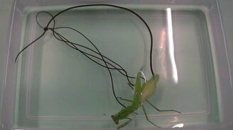 Спасение богомола от червя - смотреть видео (2:11)