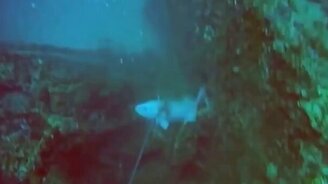 Как взбесить подводного охотника - смотреть видео (1:22)