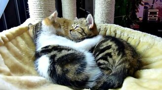 Топ-20 кошачьих объятий - смотреть видео (2:02)