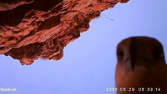 Орёл стащил камеру - смотреть видео (1:01)