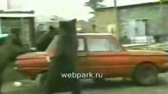 Мишки против Запорожца - смотреть видео (0:58)