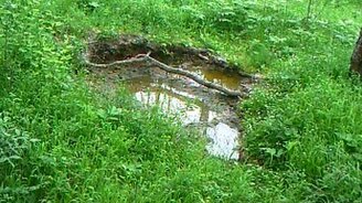 Дятел против камеры - смотреть видео (1:35)