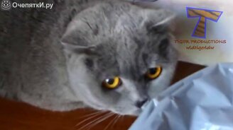 Виноватые кошки - смотреть видео (4:00)