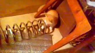 Котёнок и пружина - смотреть видео (0:31)