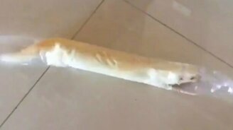 Хорёк-колбаса - смотреть видео (0:56)