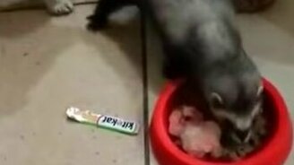 Хватит жрать, пошли играть! - смотреть видео (0:16)