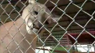 Как мурлычет пума - смотреть видео (1:25)