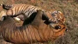 Схватка тигров - смотреть видео (3:00)