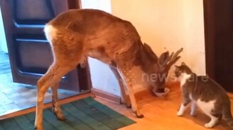 Невкусную ты еду ешь, котик! - смотреть видео (0:33)