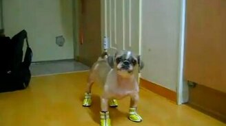 Блатной мопсик - смотреть видео (1:23)