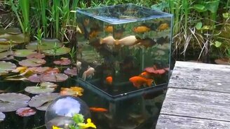Аквариум в пруду - смотреть видео (1:57)