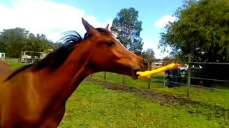 Лошадь и игрушка-пищалка - смотреть видео (1:06)