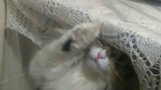 Кошка потерялась в скатертях - смотреть видео (0:38)