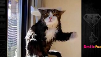 Смешные до слёз коты и кошки - смотреть видео (5:45)