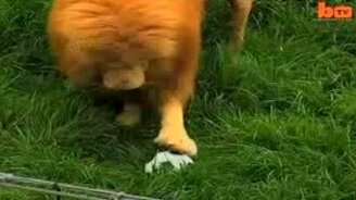 Лев-футболист - смотреть видео (1:44)