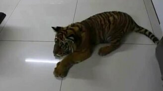 Тигр знакомится с собакой - смотреть видео (2:30)