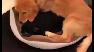 Подвинься, дружок, я лягу рядом! - смотреть видео (0:24)