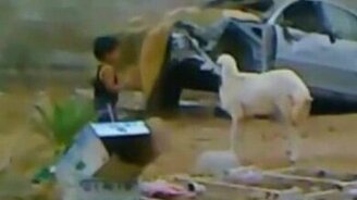 Мальчик против барана - смотреть видео (0:26)