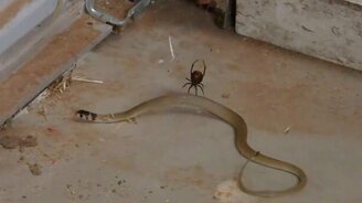 Паук поймал змею - смотреть видео (0:47)
