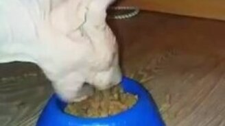 Пасть-экскаватор - смотреть видео (0:36)