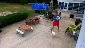 Задиристый петух - смотреть видео (0:30)