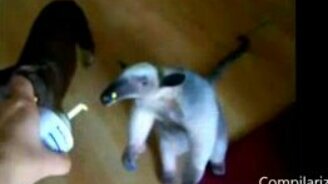 Животные с человеческой походкой - смотреть видео (2:18)