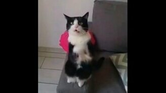 Открой мне дверь, хозяин! - смотреть видео (0:29)