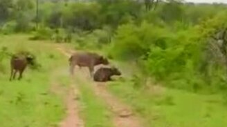 Буйвол защищает друга - смотреть видео (1:05)