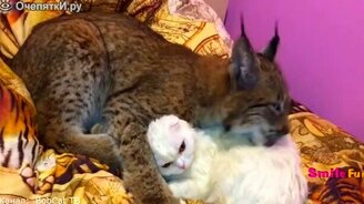 Прикольные ролики про котов и кошек - смотреть видео (5:17)