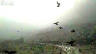 Кто сказал, что курицы не летают? - смотреть видео (0:51)