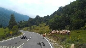 Овца атаковала пастушку - смотреть видео (0:42)