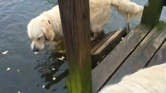 Собака-рыболов - смотреть видео (0:39)