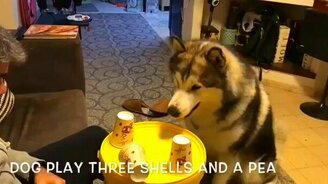 Собака играет в стаканчики - смотреть видео (1:00)