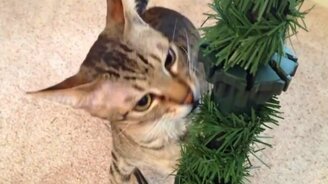 Ёлки против кошек - смотреть видео (2:46)