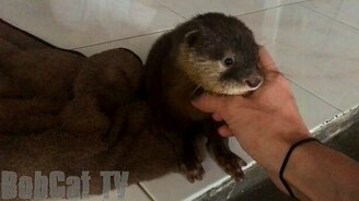 Милейший выдрёнок - смотреть видео (1:07)