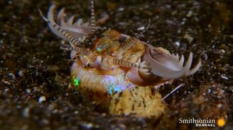 Смертельная атака морского червя - смотреть видео (3:18)